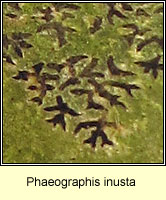 Phaeographis inusta