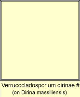 Milospium graphideorum