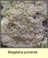 Megaleria pulverea