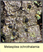 Melaspilea ochrothalamia