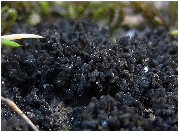 Collema tenax var ceranoides