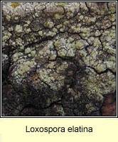Loxospora elatina