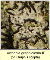 Arthonia graphidicola
