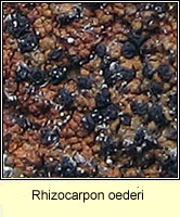 Rhizocarpon oederi