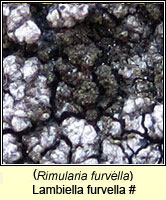 Lambiella furvella (Rimularia furvella)
