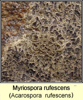 Myriospora rufescens (Acarospora  rufescens)