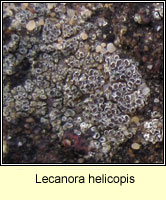 Lecanora helicopis