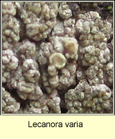 Lecanora varia
