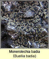 Monerolechia badia (Buellia badia)