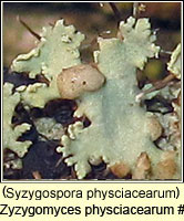 Syzygospora physciacearum