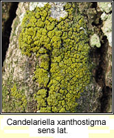 Candelariella xanthostigma