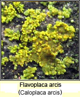 Flavoplaca arcis (Caloplaca arcis)