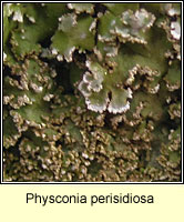 Physconia perisidiosa