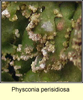 Physconia perisidiosa