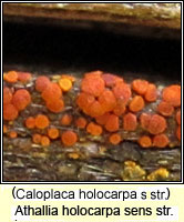Athallia holocarpa s str (Caloplaca holocarpa ss)