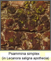 Psammina simplex Q