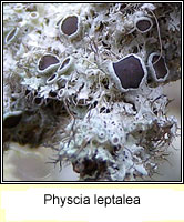 Physcia leptalea