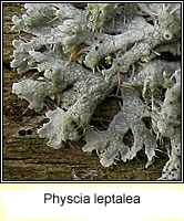 Physcia leptalea