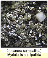 Myriolecis semipallida (Lecanora semipallida)