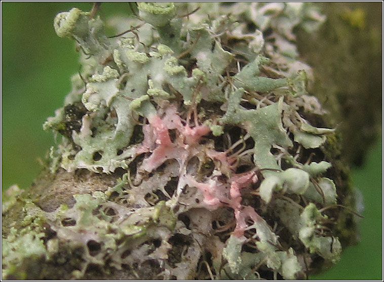 Laetisaria lichenicola