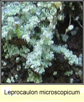 Leprocaulon microscopicum