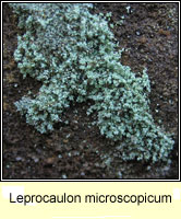 Leprocaulon microscopicum