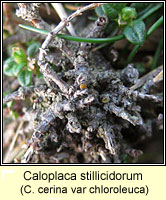 Caloplaca stillicidorum (C cerina v chloroleuca)