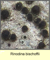 Rinodina bischoffii