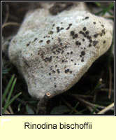 Rinodina bischoffii