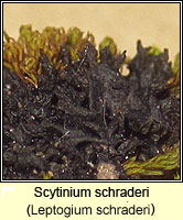 Scytinium schraderi (Leptogium schraderi)