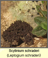 Scytinium schraderi (Leptogium schraderi)