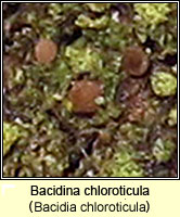 Bacidia chloroticula