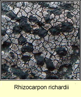 Rhizocarpon richardii