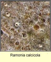 Ramonia calcicola