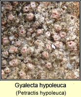 Gyalecta hypoleuca, Petractis hypoleuca