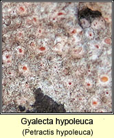 Gyalecta hypoleuca, Petractis hypoleuca