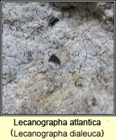 Lecanographa atlantica (Lecanographa dialeuca)