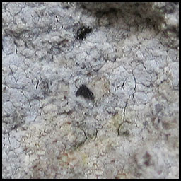 Lecanographa dialeuca