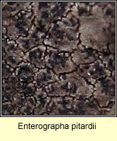 Enterographa pitardii