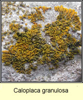 Caloplaca granulosa