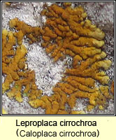 Leproplaca cirrochroa (Caloplaca cirrochroa)