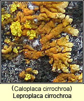 Caloplaca cirrochroa