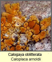 Calogaya oblitterata (Caloplaca arnoldii)