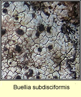 Buellia subdisciformis