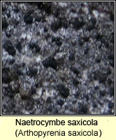 Naetrocymbe saxicola (Arthopyrenia saxicola)