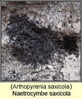 Arthopyrenia saxicola