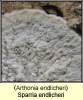 Arthonia endlicheri