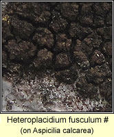 Heteroplacidium fusculum