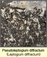 Pseudoleptogium diffractum (Leptogium diffractum)