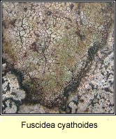 Fuscidea cyathoides